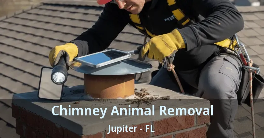 Chimney Animal Removal Jupiter - FL